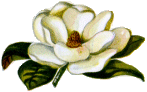 magnolia flower